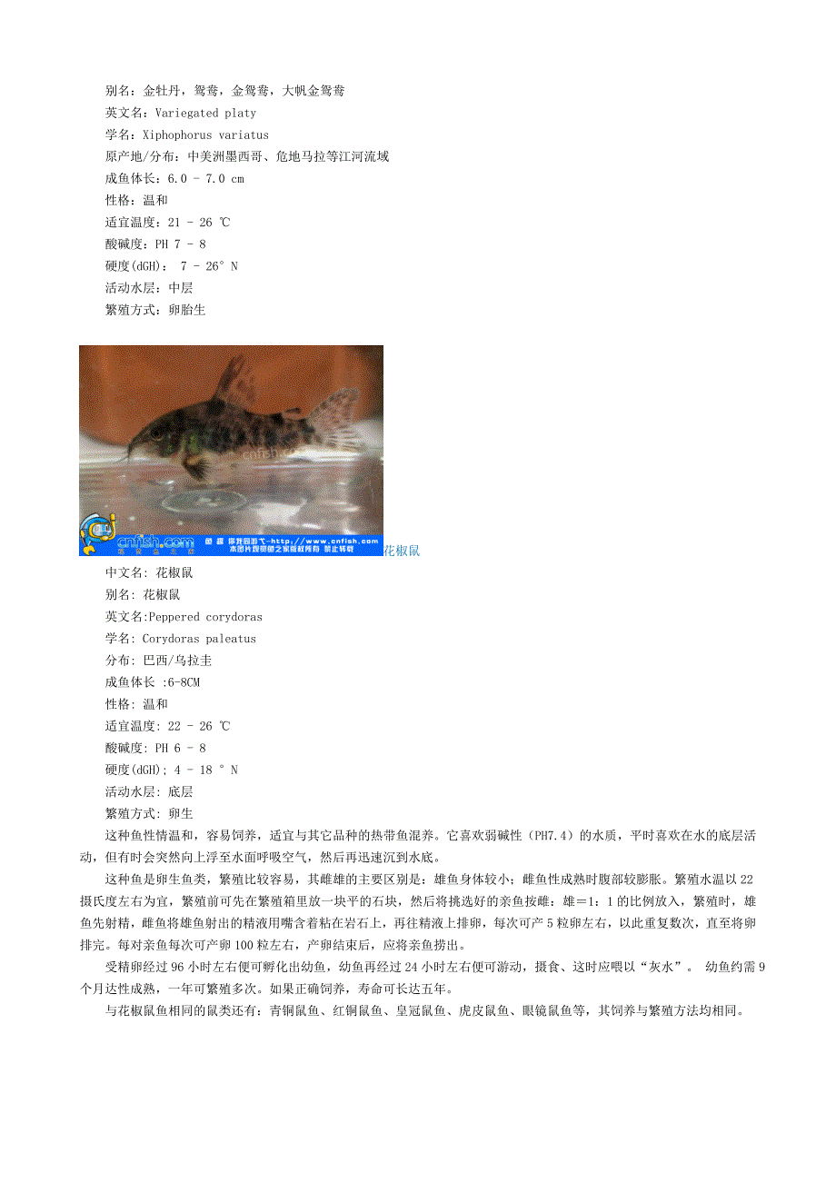 新建 淡水热带鱼图片大全_第4页
