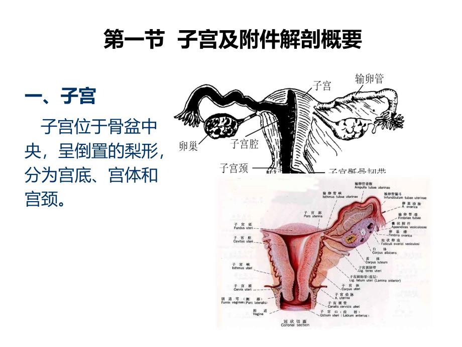 妇科超声基础_第3页