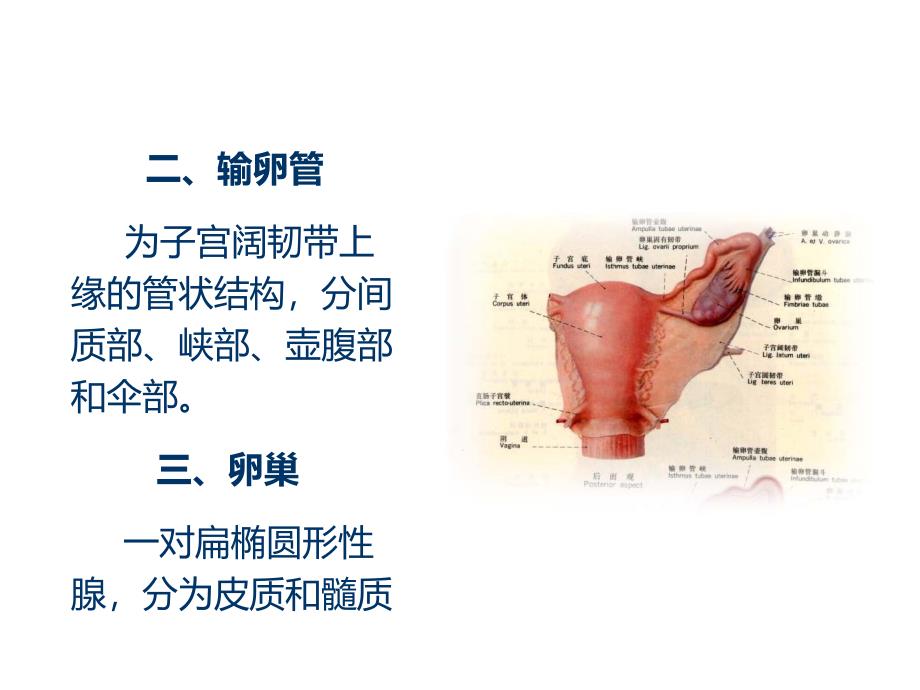 妇科超声基础_第4页