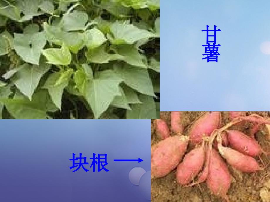 山东省八年级生物上册 4.1.7 植物的无性生殖课件 （新版）济南版_第3页