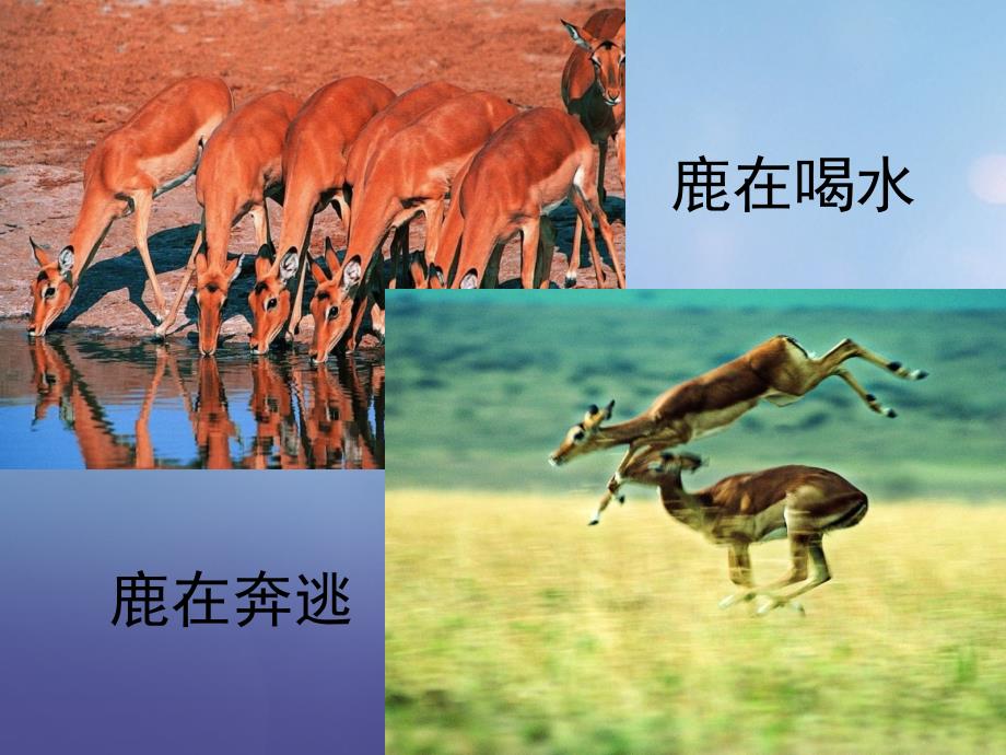 天津市八年级生物上册 5.2.1 动物的运动课件 （新版）新人教版_第1页