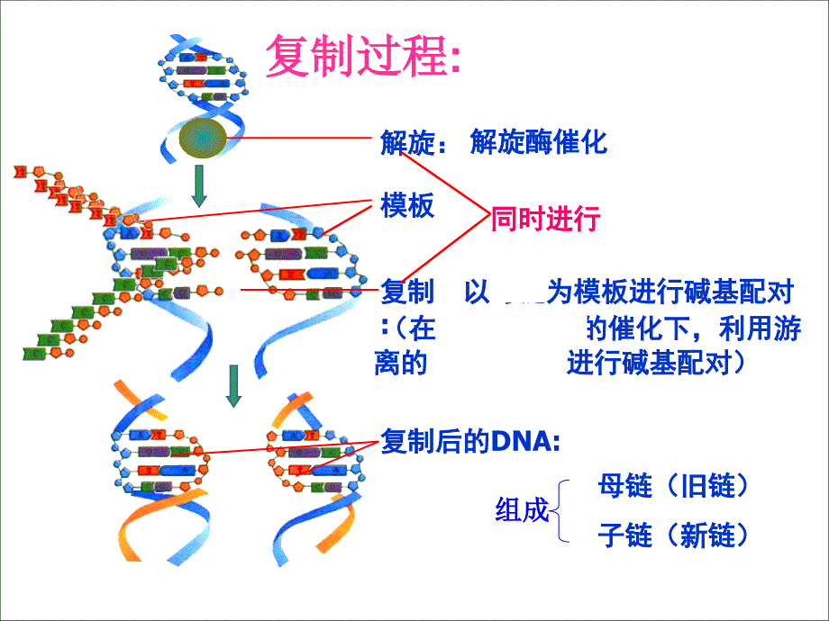 dna分子的复制(一轮复习)_第2页