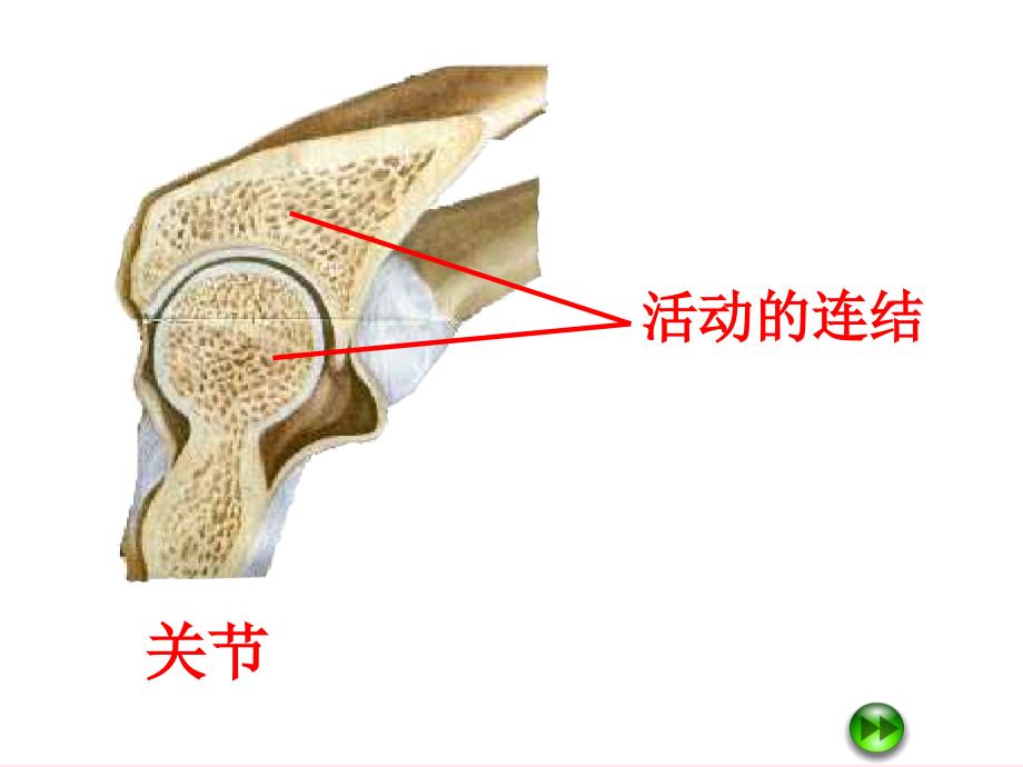 四年级科学下册 1.2关节课件2 苏教版_第4页