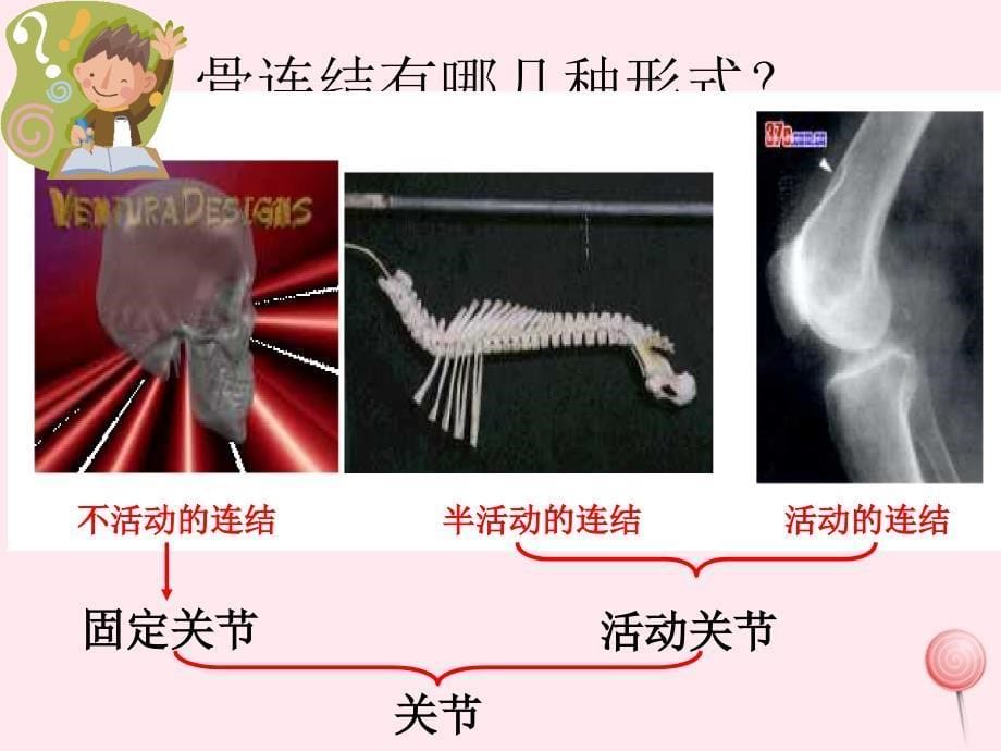 四年级科学下册 1.2关节课件2 苏教版_第5页