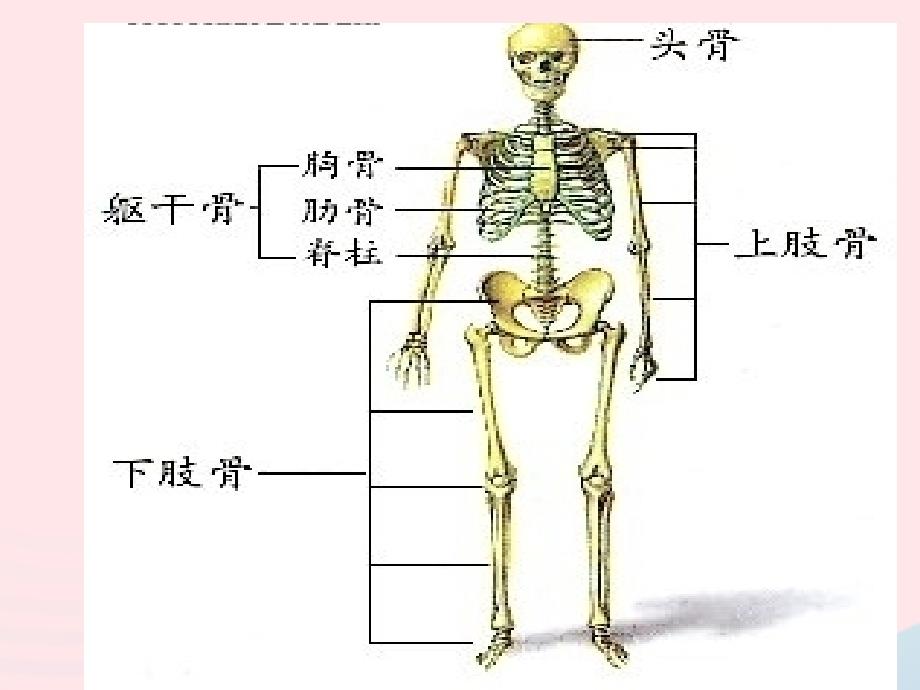 四年级科学下册 1.1 骨骼课件1 苏教版_第3页