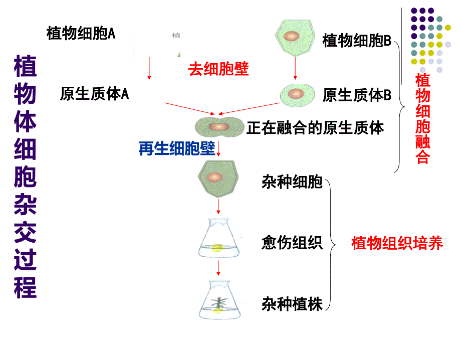 2017届一轮复习细胞工程_第4页