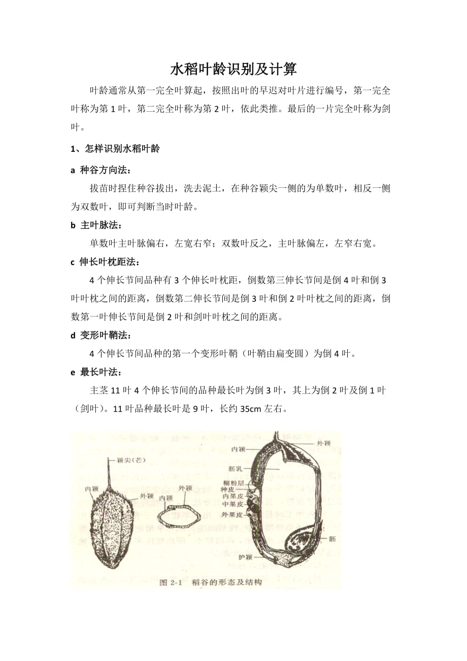 水稻叶龄识别及计算_第1页