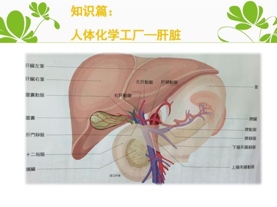 了解你肝脏(一)实习_第5页