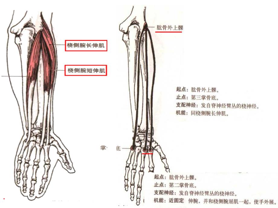 脊髓损伤分级(十块关键肌图谱)_第4页