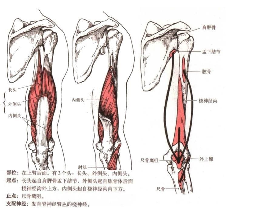 脊髓损伤分级(十块关键肌图谱)_第5页