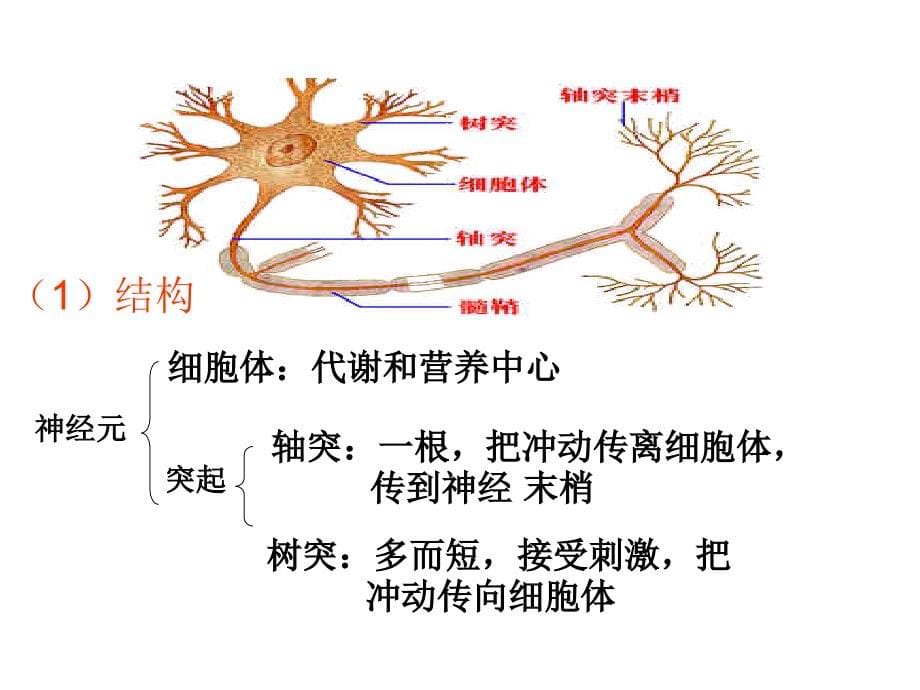 高三生物神经调节复习总论_第5页