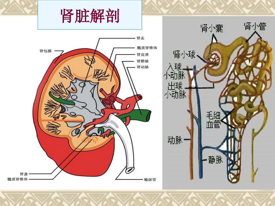 肾脏病_第2页