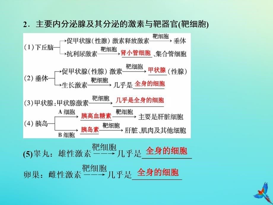 2020版高考生物一轮复习 第24讲 激素调节及神经调节与体液调节的关系课件 新人教版_第5页