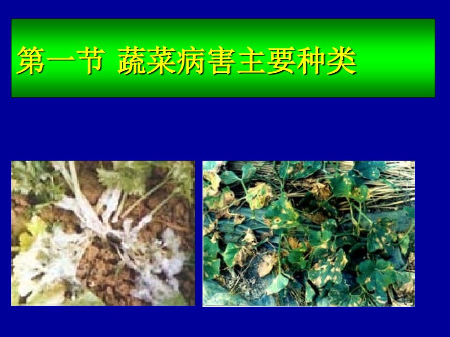 农业植物病理学蔬菜病害_第3页