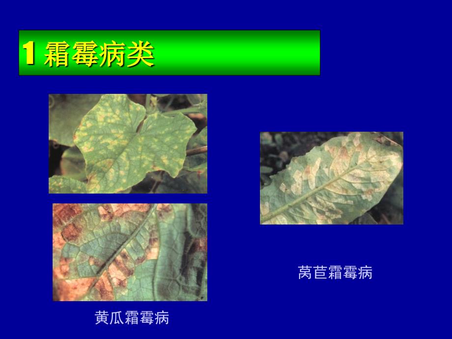 农业植物病理学蔬菜病害_第4页