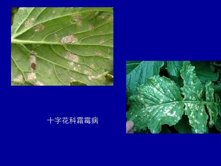 农业植物病理学蔬菜病害_第5页