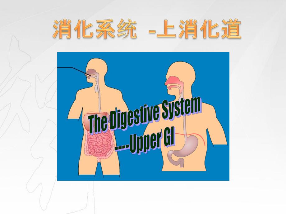 上消化道解剖解析_第1页
