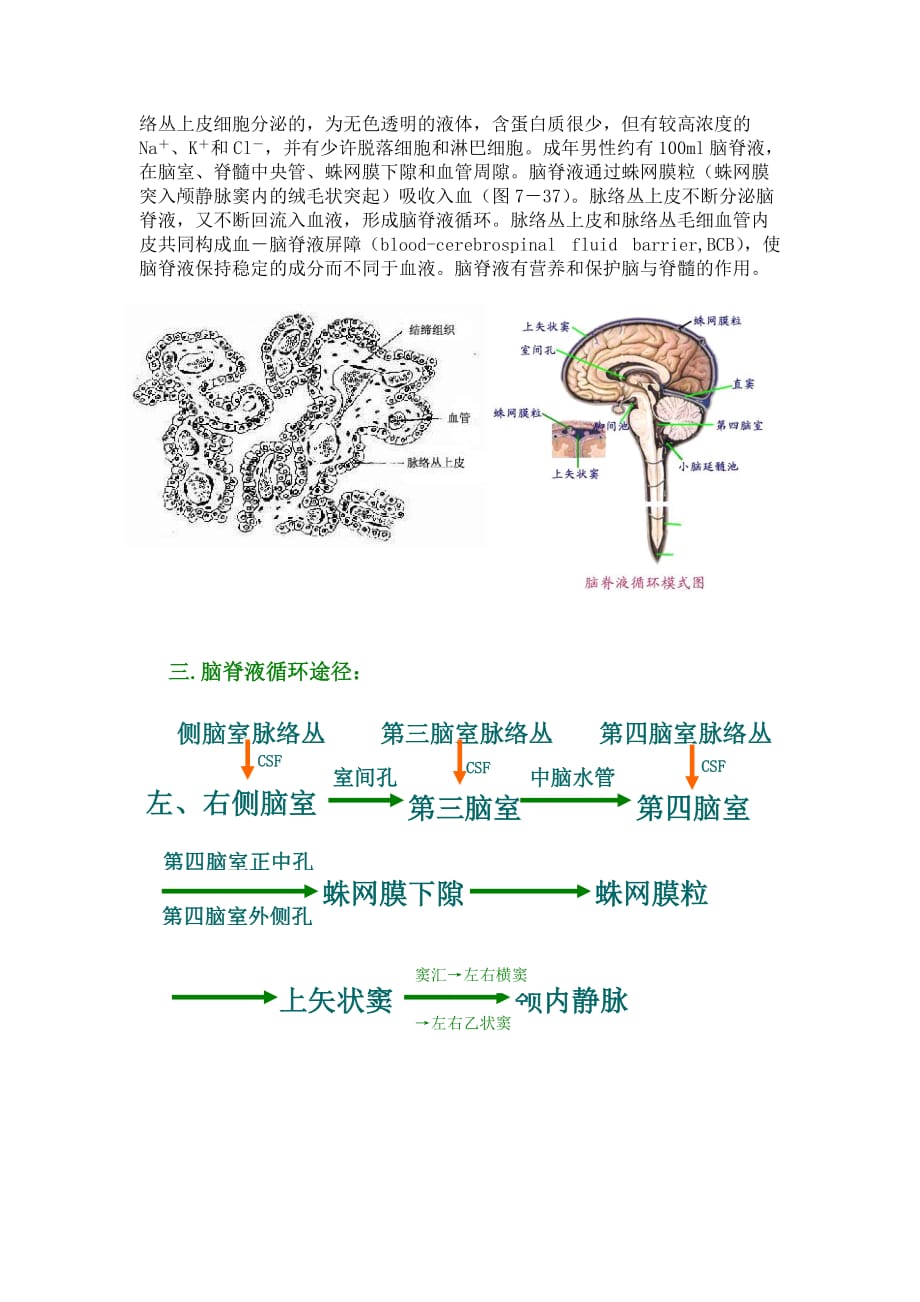 脑室和脑脊液循环_第3页