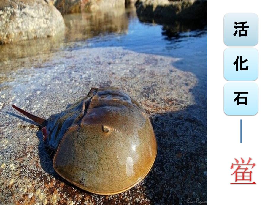 活化石鲎_第1页