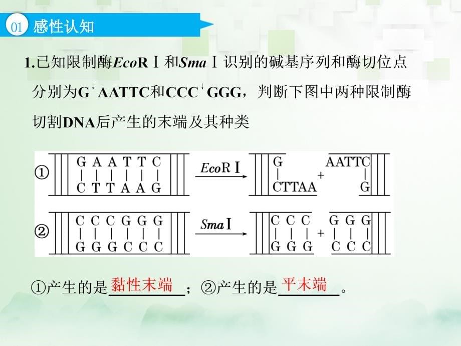 （江苏专版）2019版高考生物一轮复习 选考部分 现代生物科技专题 第一讲 基因工程课件_第5页