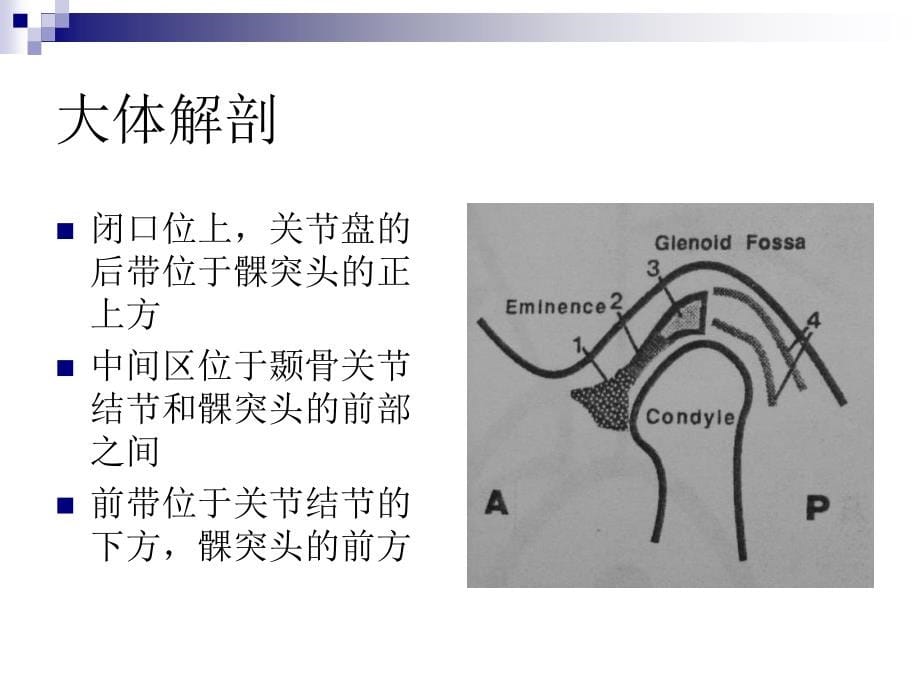 颞下颌关节的磁共振成像王化_第5页