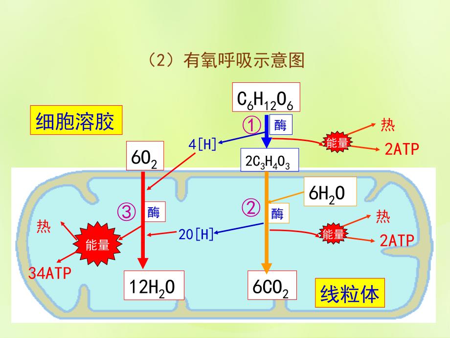 2018-2019高中生物 专题5.3 atp的主要来源&mdash;细胞呼吸课件 新人教版必修1_第4页