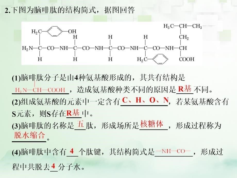 （江苏专版）2019版高考生物一轮复习 第一部分 分子与细胞 第一单元 细胞及其分子组成 第四讲 生命活动的主要承担者&mdash;&mdash;蛋白质课件_第5页