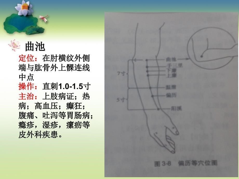 阳明、脾、心、-小肠经_第5页