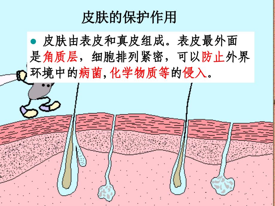 2013新人教版八年级生物下册--第二节-免疫与计划免疫_第4页