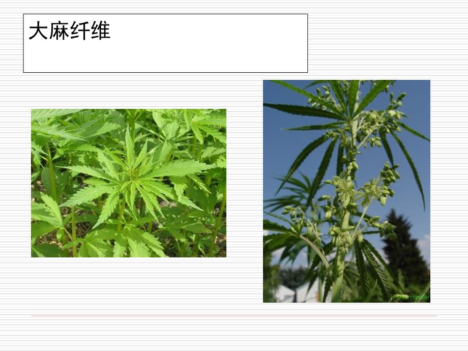 大麻纤维_第2页