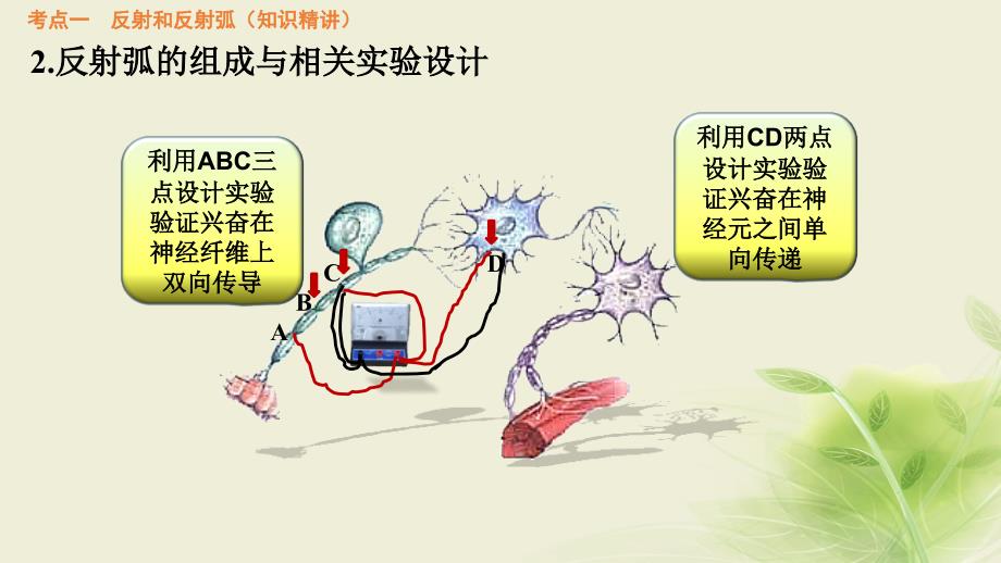 2018届高考生物一轮复习 第24讲 神经调节课件_第4页