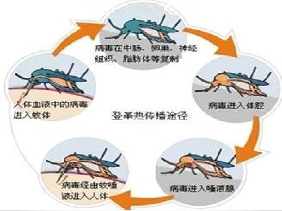 主题班会登革热_第5页