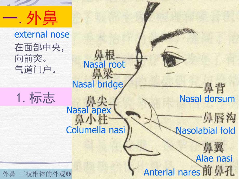 鼻的解剖 课件_第4页