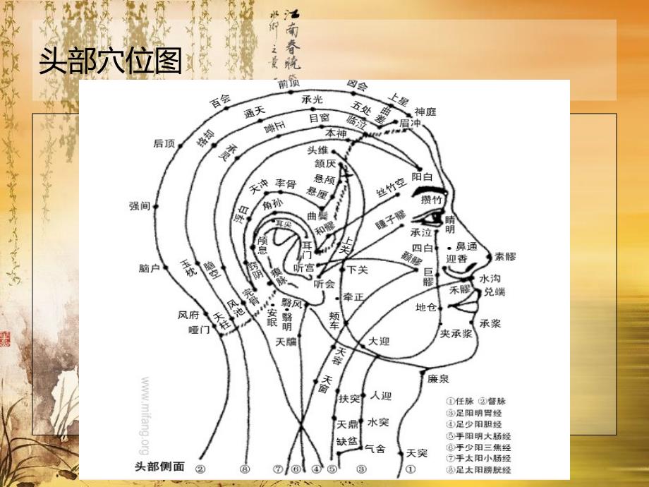 头部穴位与足部反射英语精读_第2页