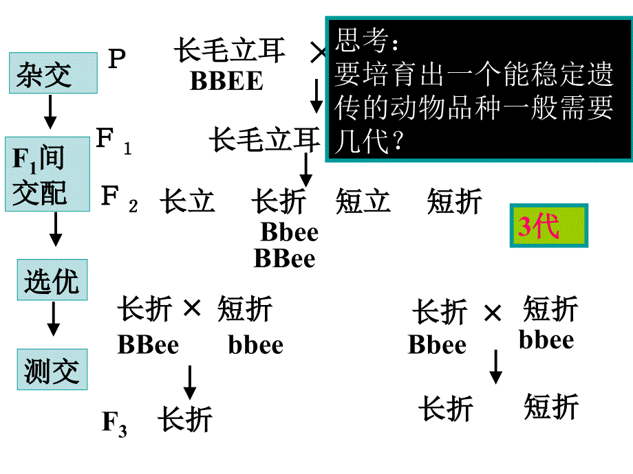 一轮复习从杂交育种到基因工程_第4页