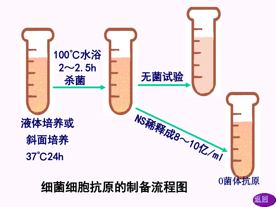 免疫原与抗血清制备技术_第4页