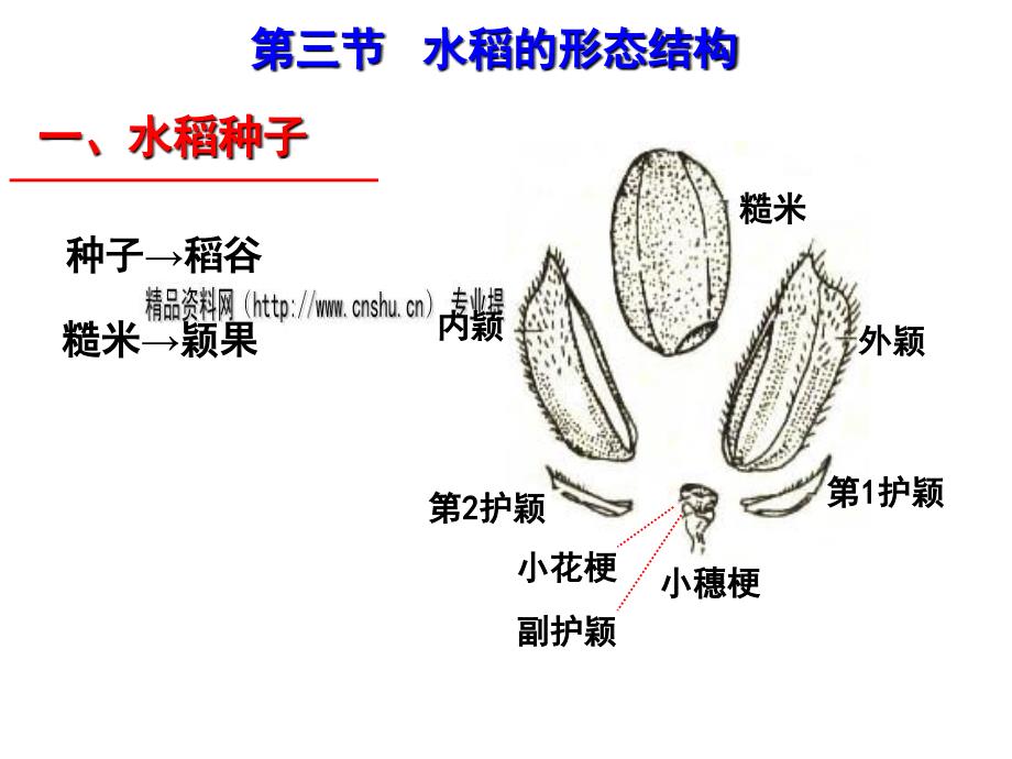 水稻的形态结构分析_第1页