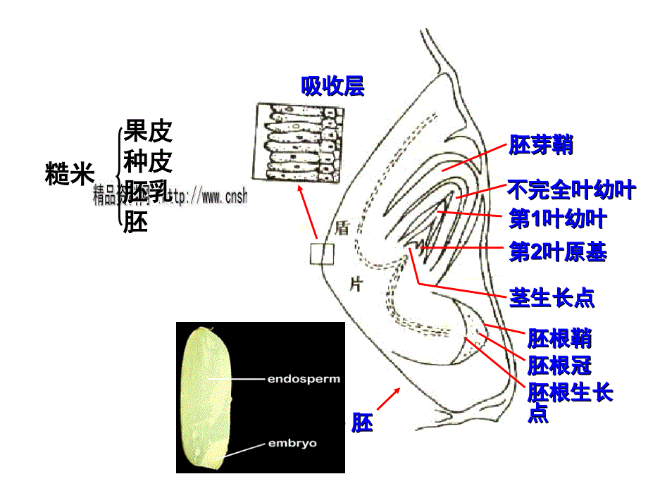 水稻的形态结构分析_第2页