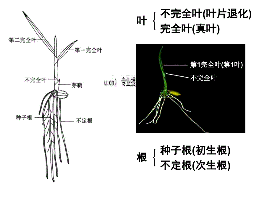 水稻的形态结构分析_第4页