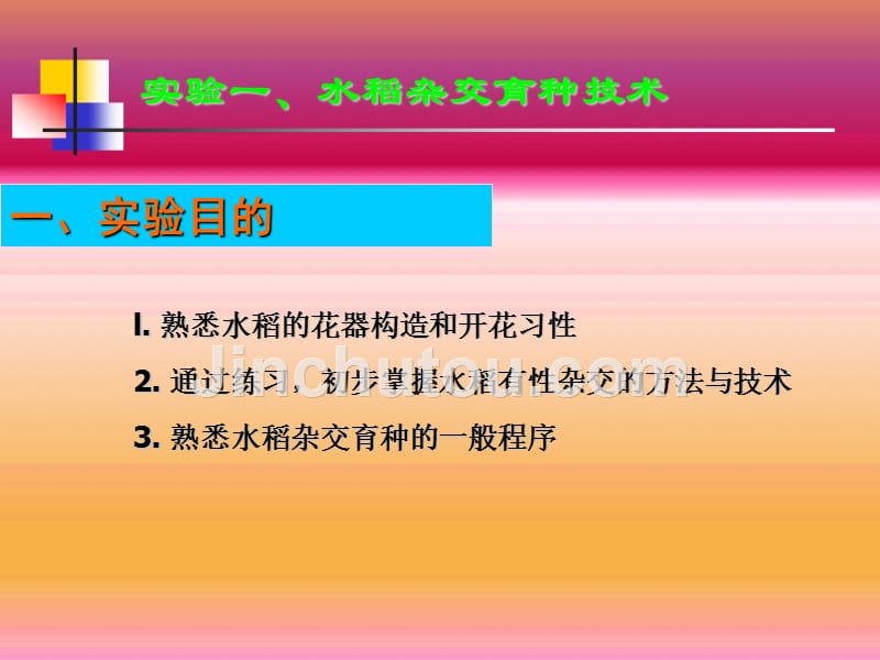 水稻杂交育种技术实验_第1页