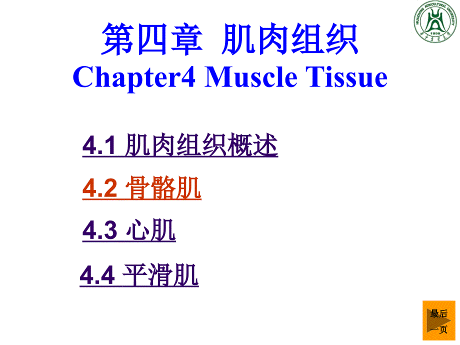 第四章肌肉组织_第1页
