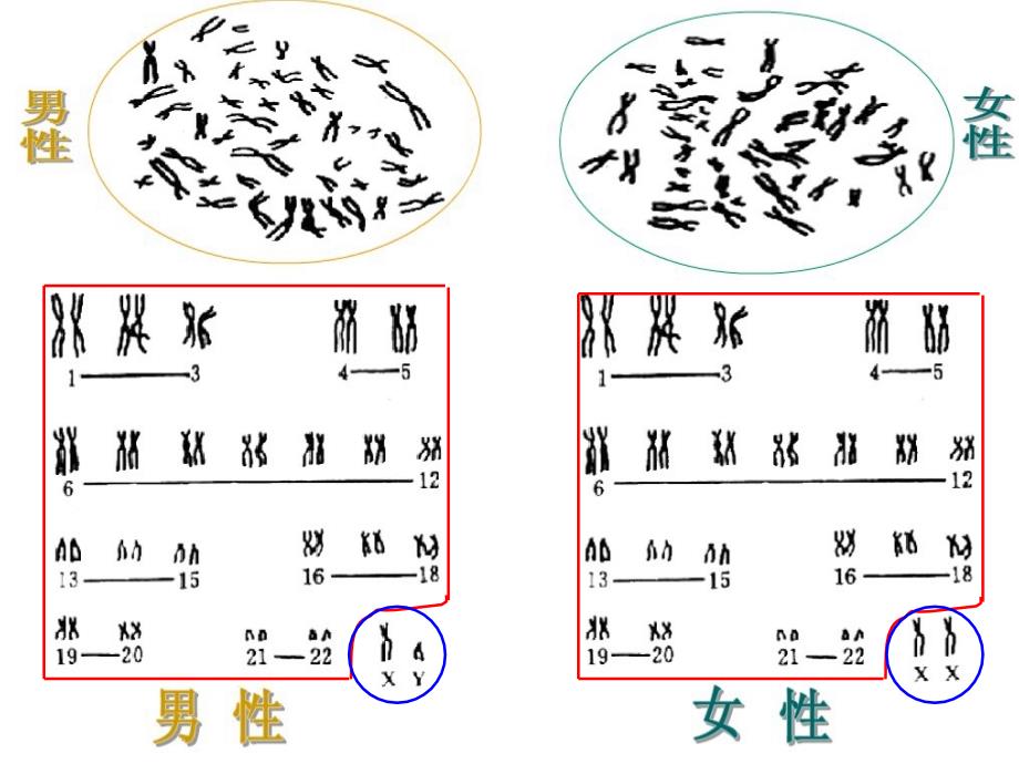 伴性遗传修订_第4页