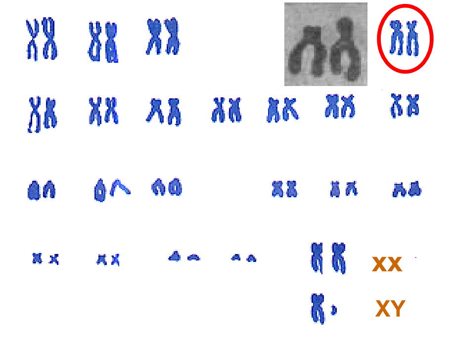 北师大版高中生物必修2课件：染色体变异(共32张PPT)_第2页