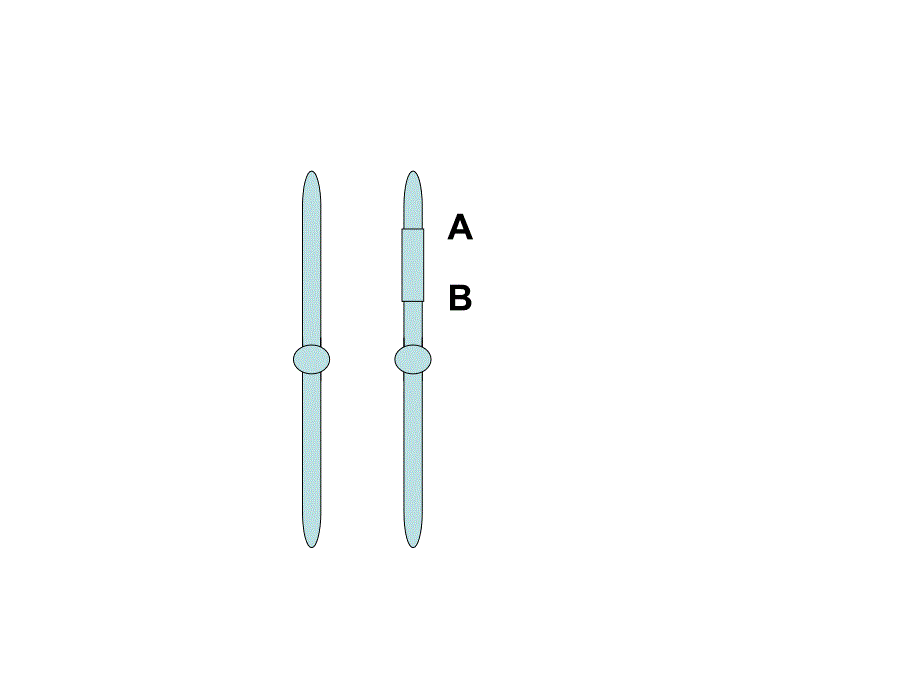 北师大版高中生物必修2课件：染色体变异(共32张PPT)_第3页