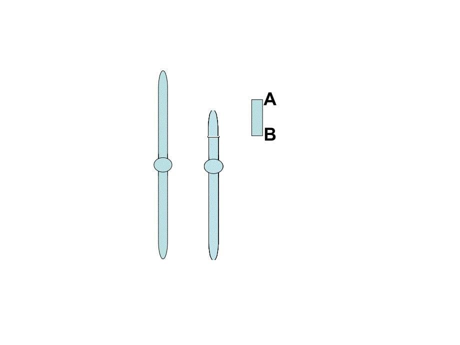 北师大版高中生物必修2课件：染色体变异(共32张PPT)_第5页
