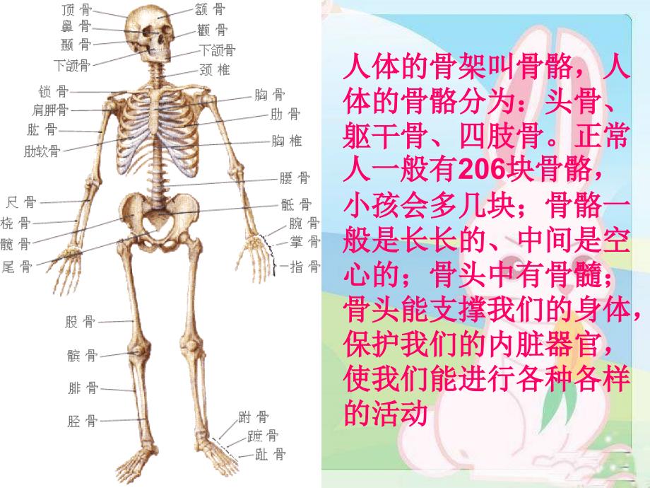 骨骼、关节和肌肉-课件(教科版科学四年级上册)_第3页