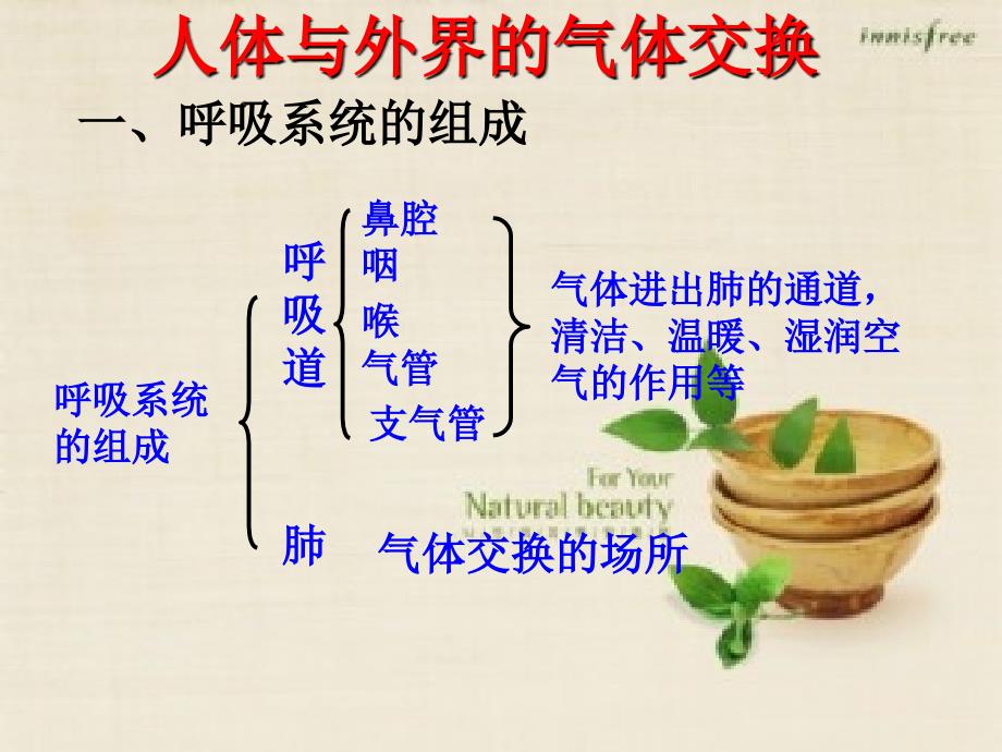 济南版生物七年级下第二章-人的生活需要空气_第2页