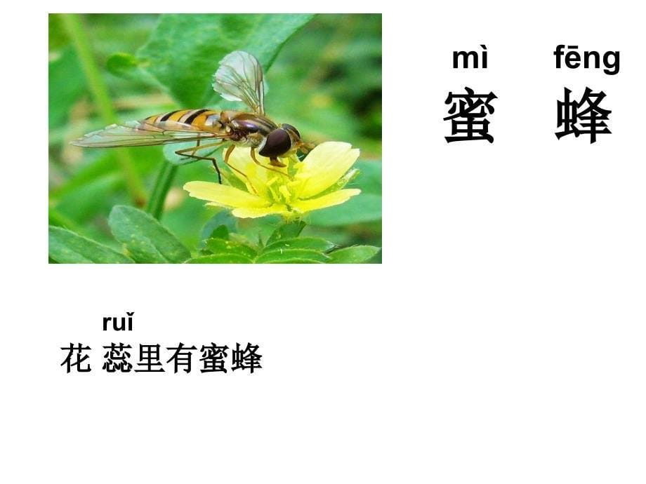 鄂教版语文一下我爱门前的小池塘课件鄂教版语文一下我爱门前的小池塘课件_第5页