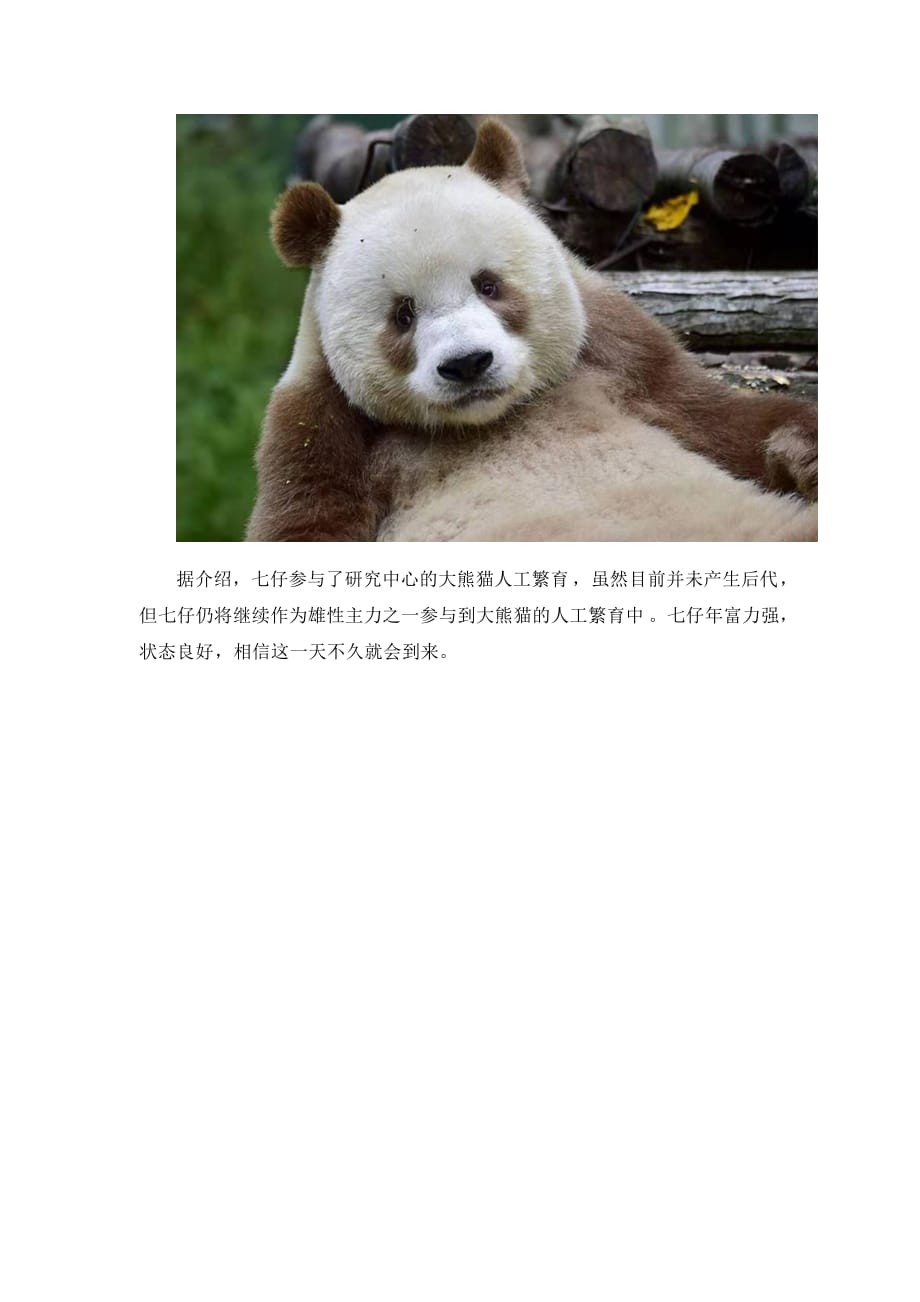 《大熊猫 我的秦岭邻居》没墨了的七仔_第4页
