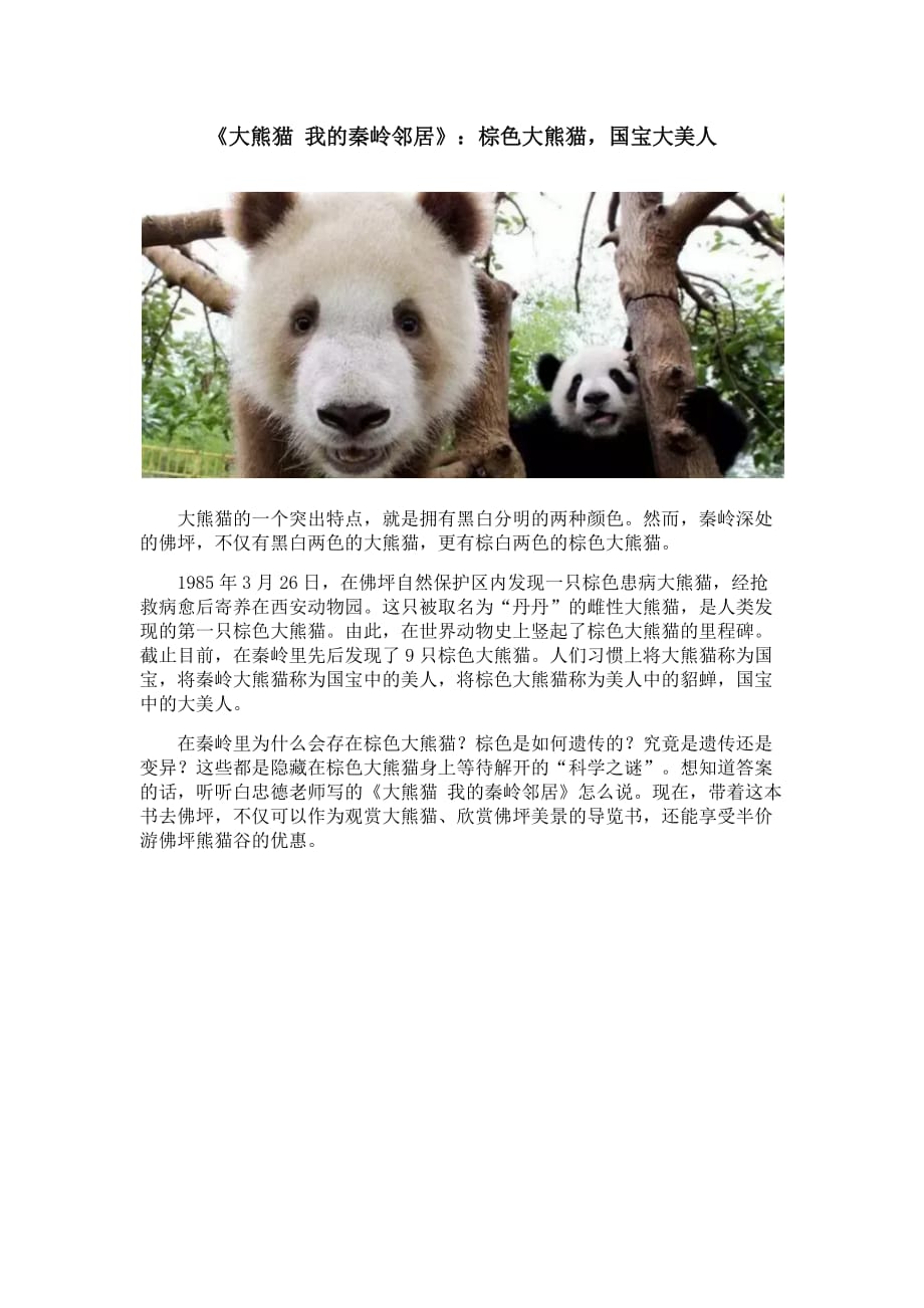 《大熊猫 我的秦岭邻居》棕色大熊猫 国宝大美人_第1页
